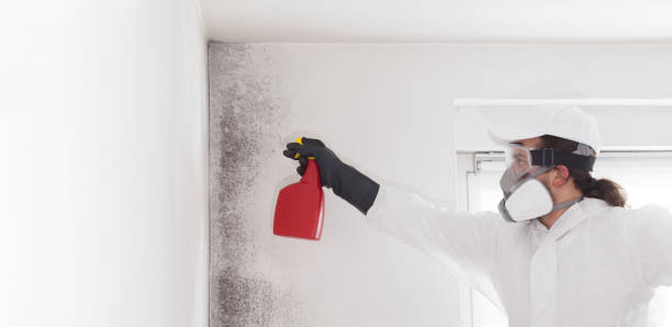 Trusted Harristown, IL Mold Removal Experts