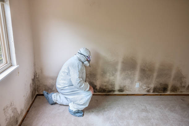 Best Mold Cleaning Services  in Harristown, IL