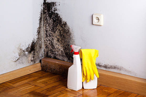 Best Same-Day Mold Removal  in Harristown, IL