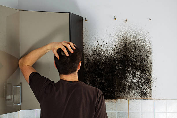 Best Attic Mold Removal  in Harristown, IL