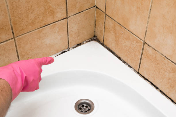 Best Black Mold Removal  in Harristown, IL